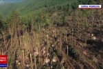 14 hectare de pădure din Gura Humorului, distruse de o furtună. FOTO