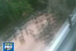 Invazie de albine in sectorul 5 din Bucuresti! VIDEO