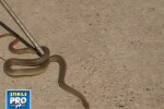 VIDEO. S-a trezit cu un sarpe in casa. Reptila cu sange rece, retinuta pentru violare de domiciliu