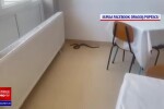 Momente de panică la Spitalul din Balș. Un șarpe lung de un metru și jumătate a intrat în clădire