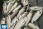 Tone de pesti morti in lacurile din Capitala!