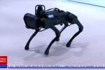 iLikeIT. Nero, primul câine robot din România. Ce poate să facă și cât costă
