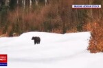 Momentul în care un urs urmăreşte un schior, pe o pârtie din Predeal. VIDEO