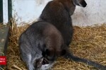 Nouă vedetă la Grădina Zoologică din Galați. Un cangur pitic a devenit atracția principală pentru vizitatori