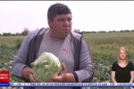 Ce are special varza românească față de cea de import. Anul acesta se vinde și cu 3 lei kilogramul