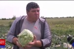 Ce are special varza românească față de cea de import. Anul acesta se vinde și cu 3 lei kilogramul