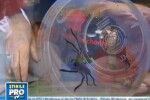 Traieste cu 400 de paianjeni trei saptamani! In vitrina unui magazin