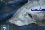 Morun salvat din mainile unui braconier
