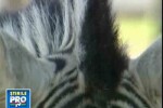 Kenya, zebra care da noroc si face plecaciuni! VIDEO