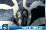 Kenya, zebra care da noroc si face plecaciuni! VIDEO