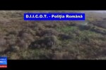 Cele mai mari culturi de canabis din România, ”de ordinul câtorva tone”. VIDEO din dronă