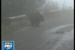 Inca un episod cu ursii cersetori a avut loc la Sinaia