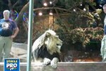 Spectacol de groaza in Las Vegas: un dresor a fost atacat de un leu!