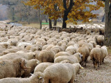 Noi focare de pestă la oi și capre confirmate în Tulcea. Peste 8.800 de animale au murit. Ce măsuri au fost adoptate