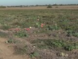 Mii de tone de legume și fructe, abandonate pe câmp. Motivele pentru care fermierii nu le-au mai cules