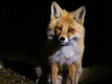 Primul animal turbat depistat în Ungaria în ultimul an. Autoritățile maghiare dau vina pe români