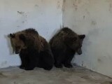 Doi pui de urs orfani, adăpostiți la Grădina Zoologică din Târgu Mureș după ce mama lor a fost ucisă