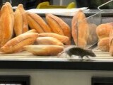 Șobolan filmat în timp ce se plimba printre produse într-o brutărie din București. ANPC a închis temporar unitatea. VIDEO