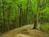 Un pădurar a sunat la 112 după ce a făcut o descoperire șocantă în Dâmboviţa. Polițiștii au deschis un dosar penal