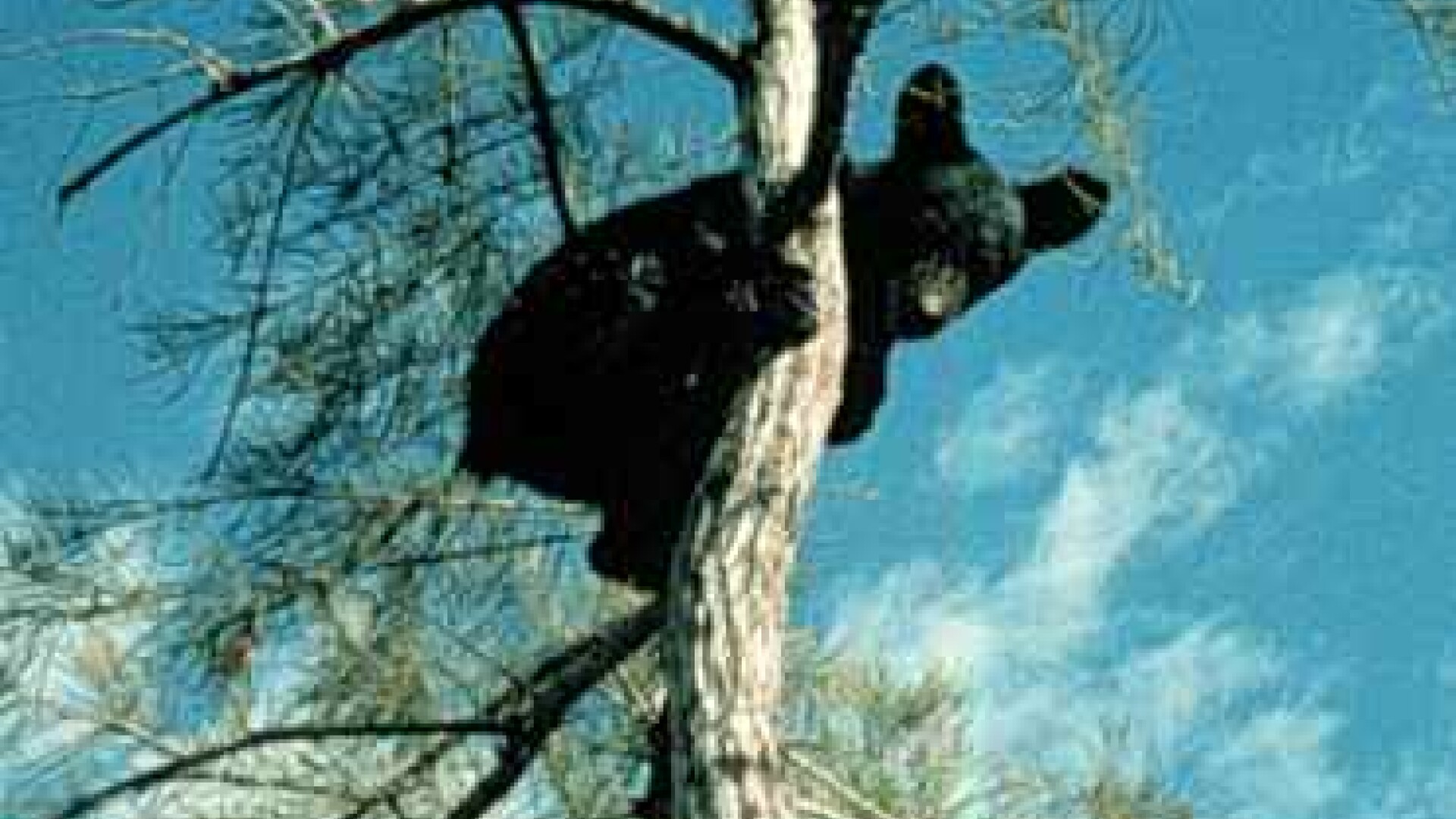 Urs negru in copac