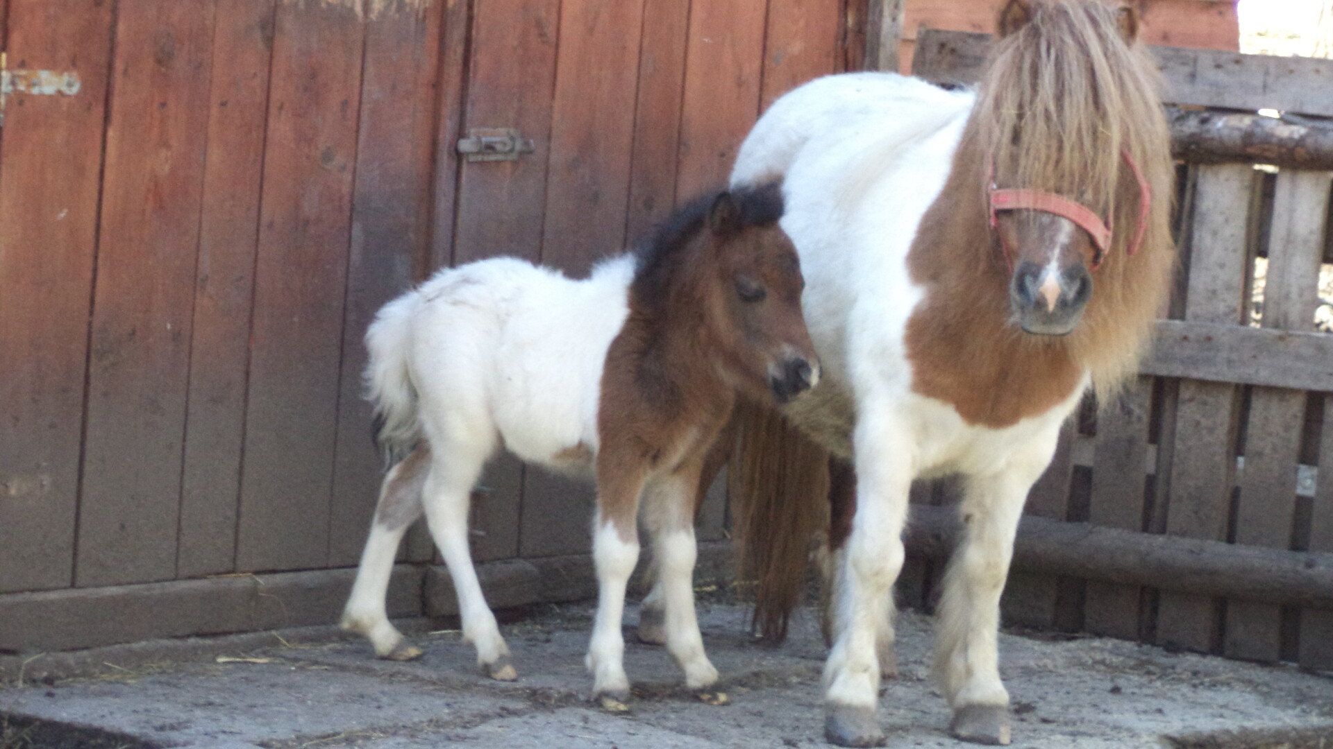 ponei, Zoo Timisoara