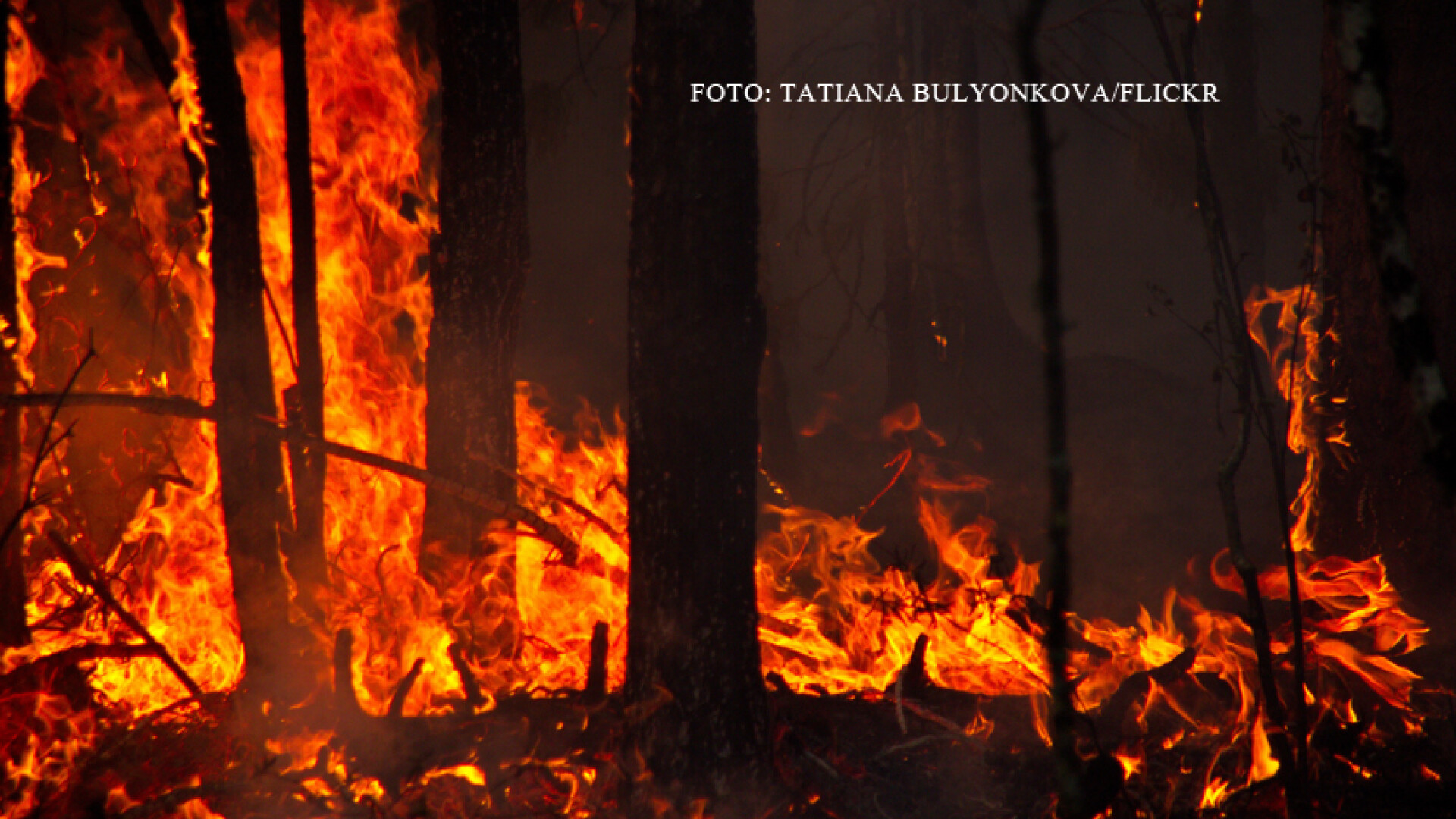 incendiu de vegetatie in Siberia
