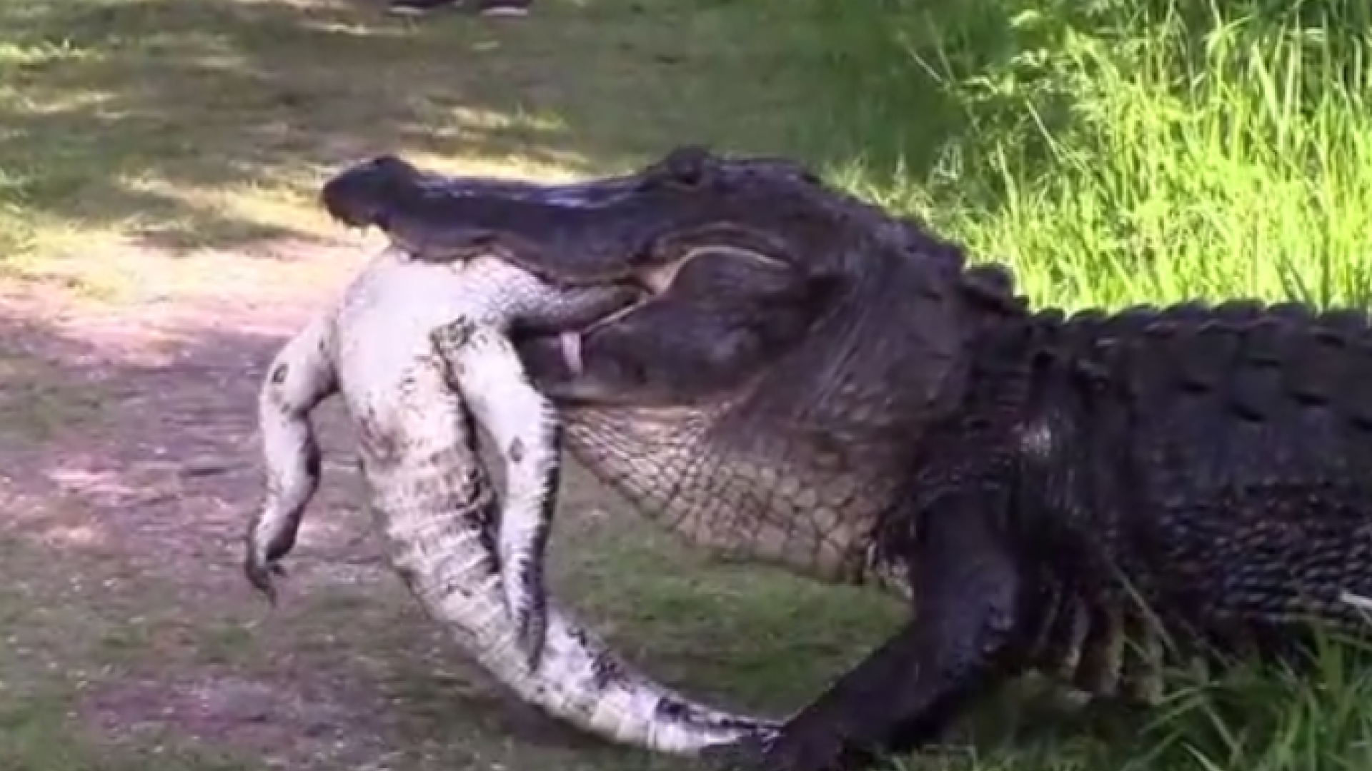 doi aligatori se canibalizeaza
