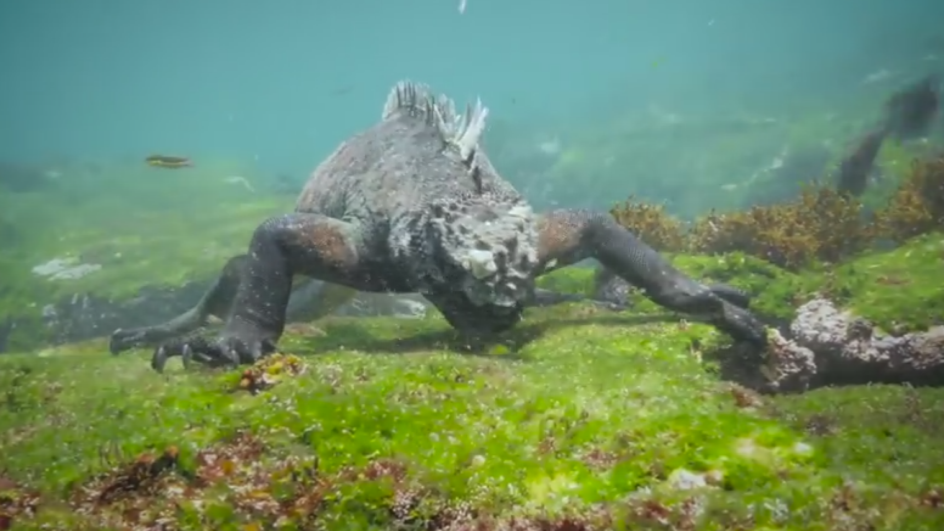 iguana mare