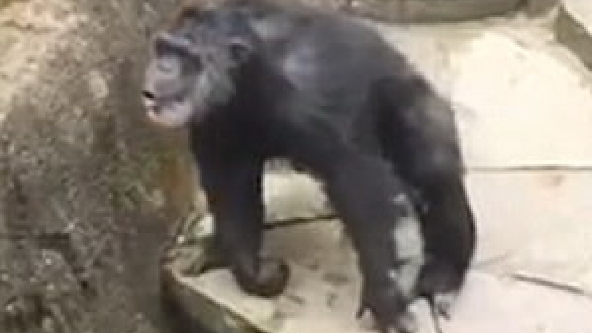 Cimpanzeul care arunca cu excremente intr-o vizitatoare