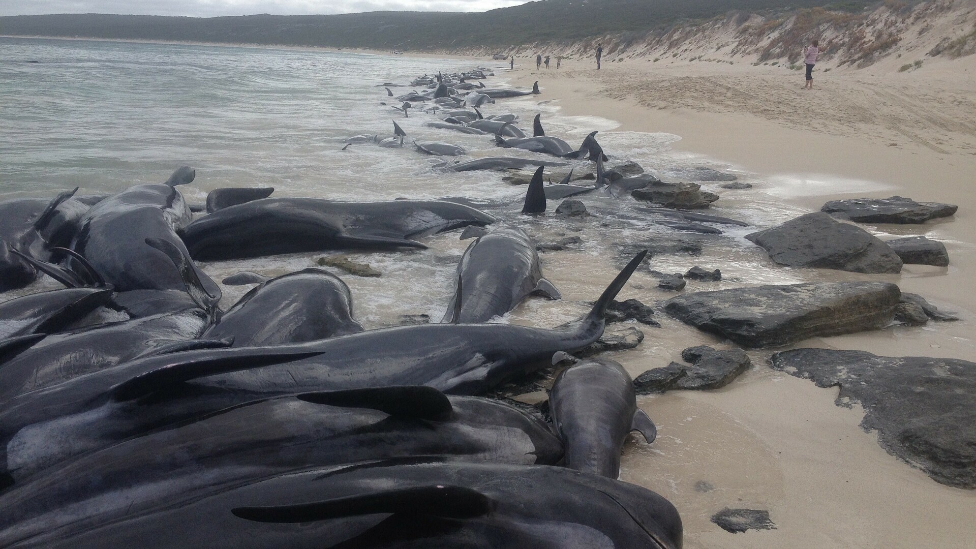 Sute de balene au eșuat în vestul Australiei