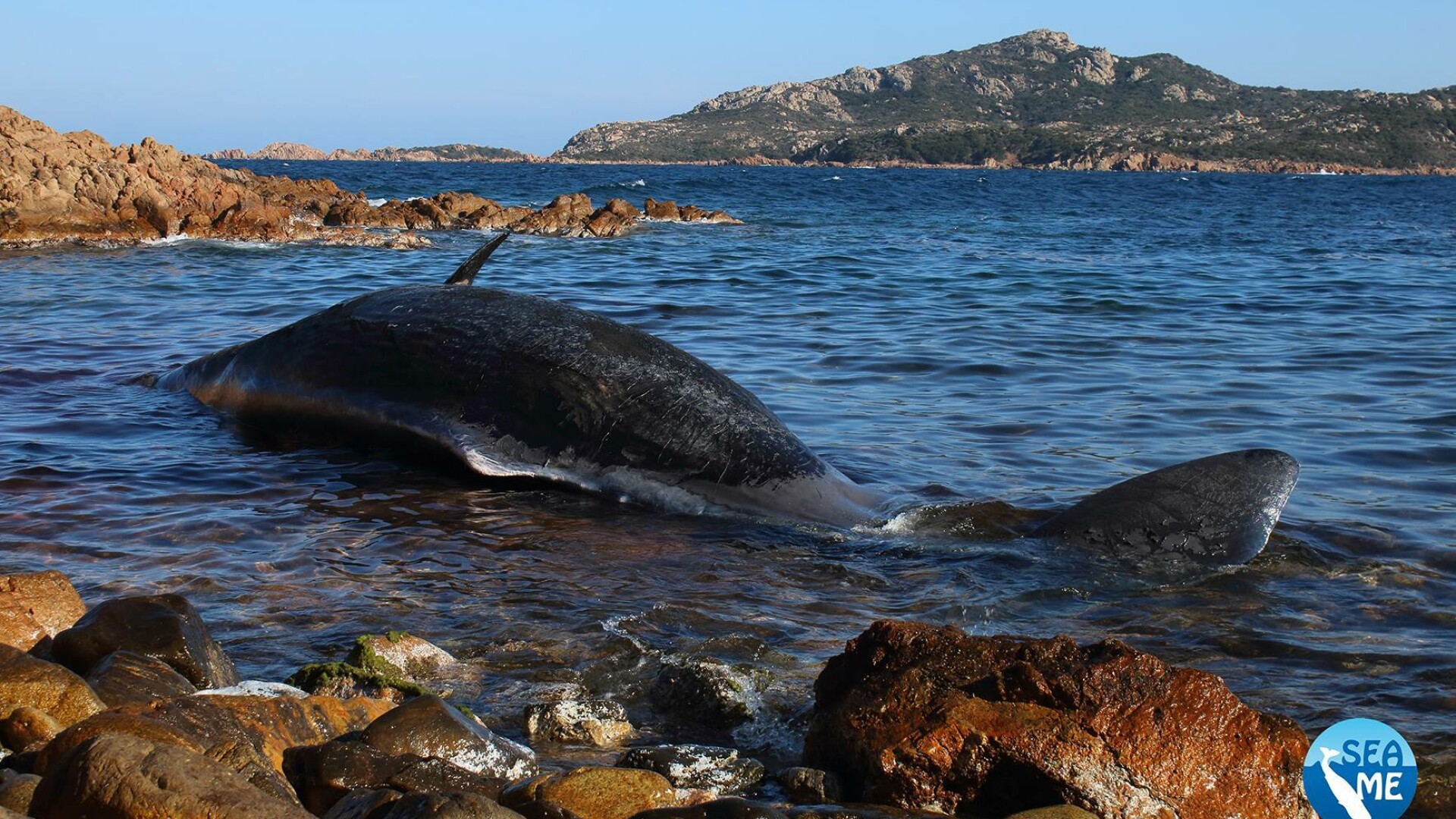 Balenă gestantă, eșuată pe o plajă. Descoperirea făcută în stomacul ei - 1
