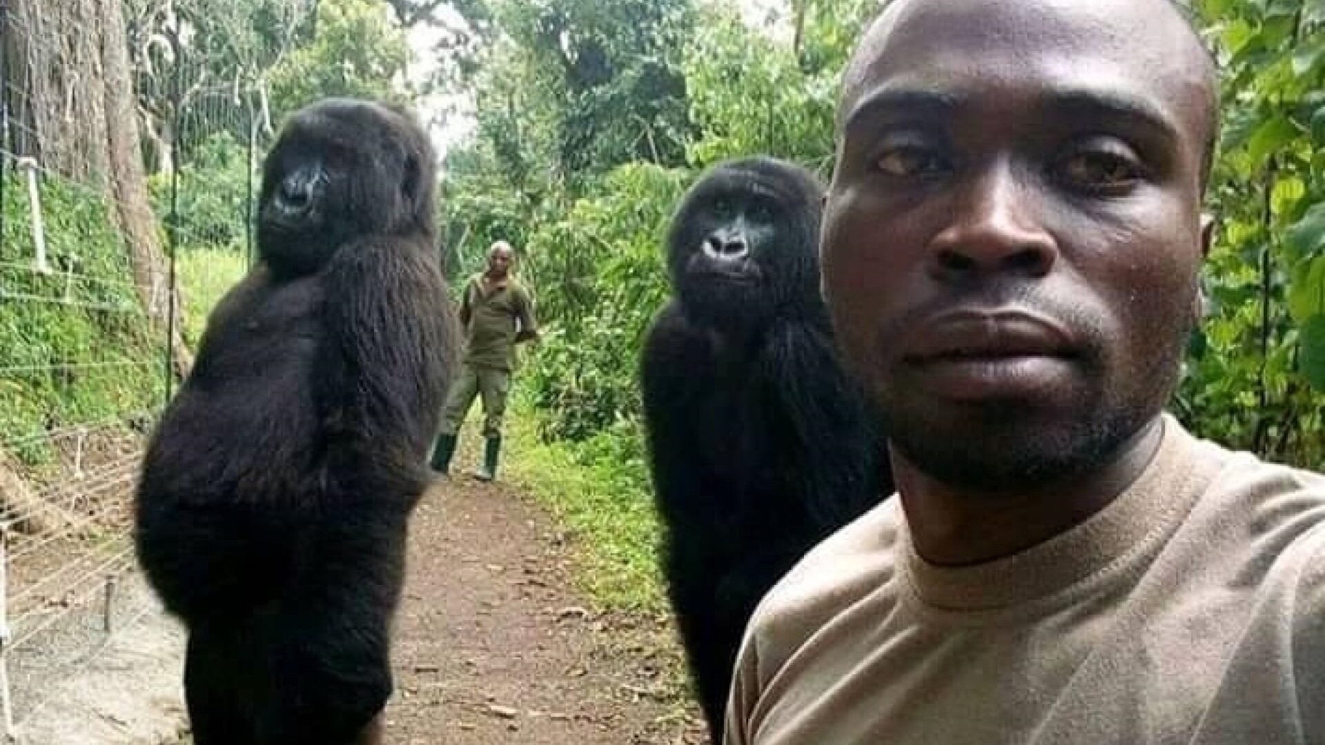 selfie gorile