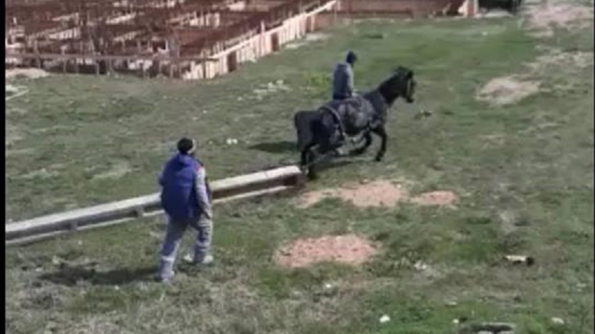 Cal forțat de stăpân să care un stâlp de beton de jumătate de tonă
