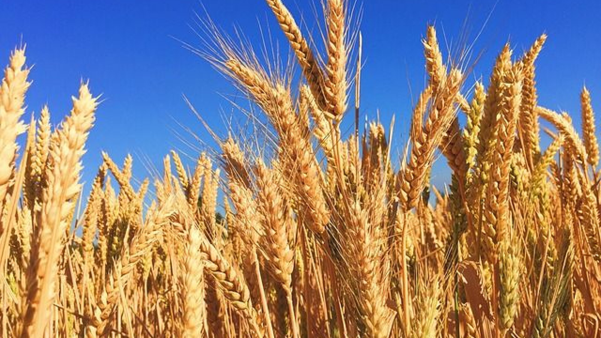 UE critică România pentru interzicerea exporturilor de cereale: ”Măsuri disproporționate”