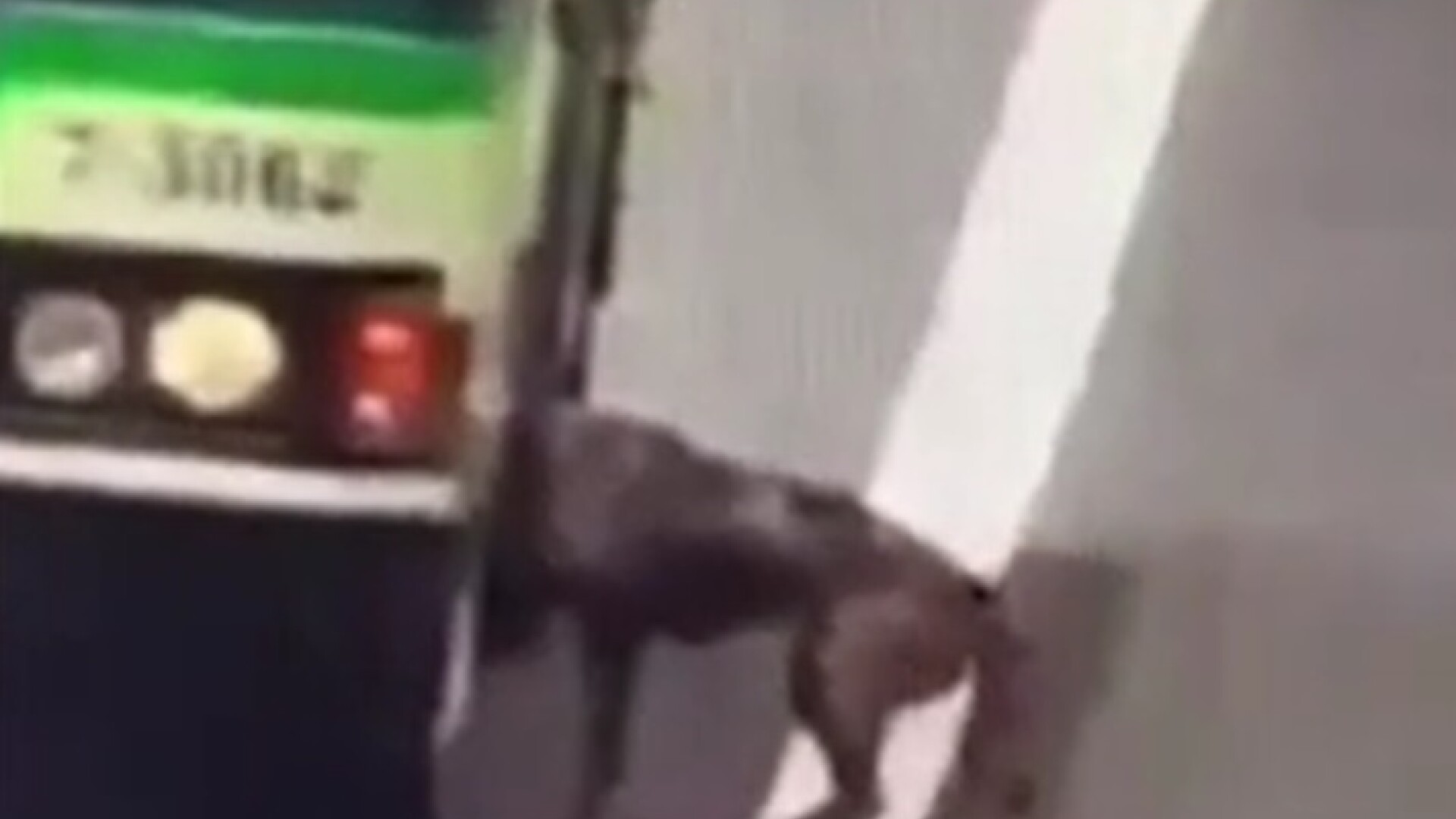 VIDEO. Un câine care s-a pierdut de stăpâna sa, salvat de șoferul unui autobuz pe o autostradă