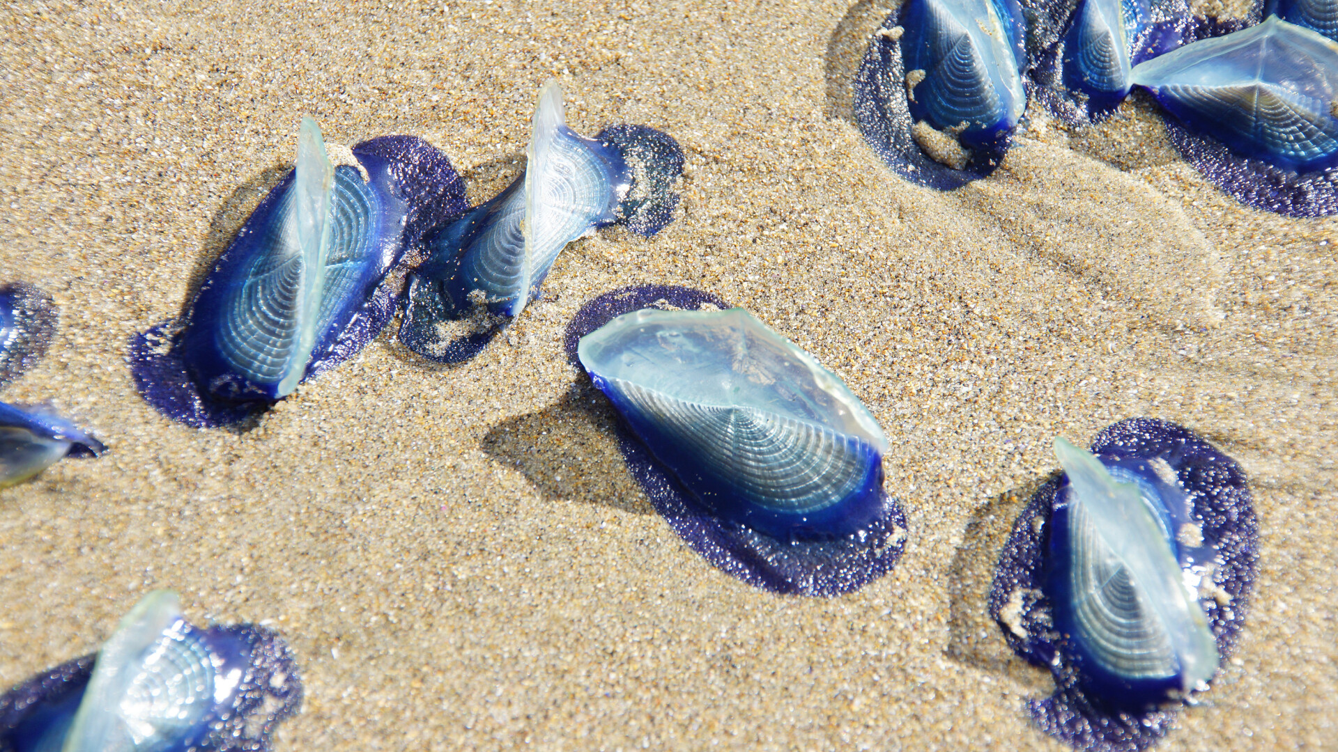 Mi de creaturi albastre misterioase au eșuat pe o plajă. Înțeapă precum meduzele, dar sunt clone
