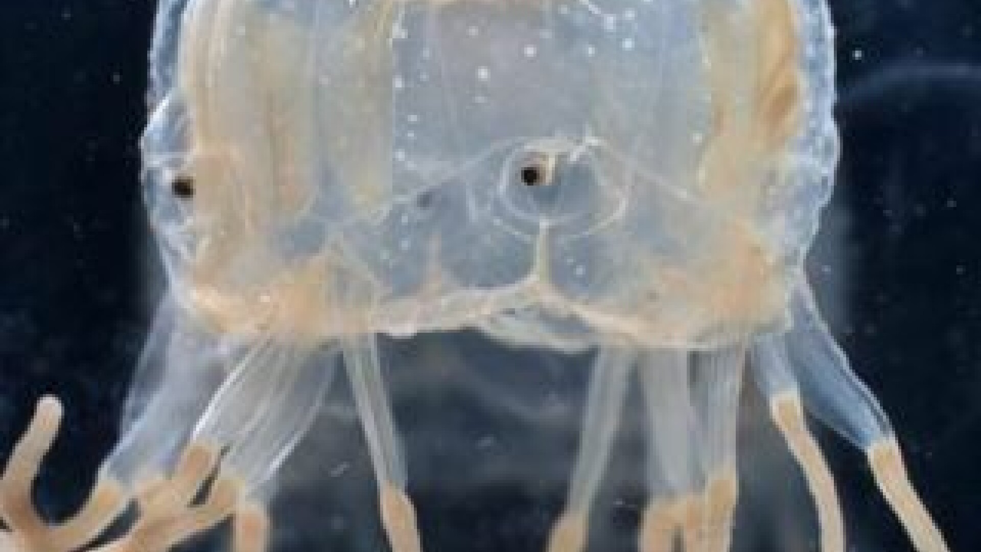 meduza cutie