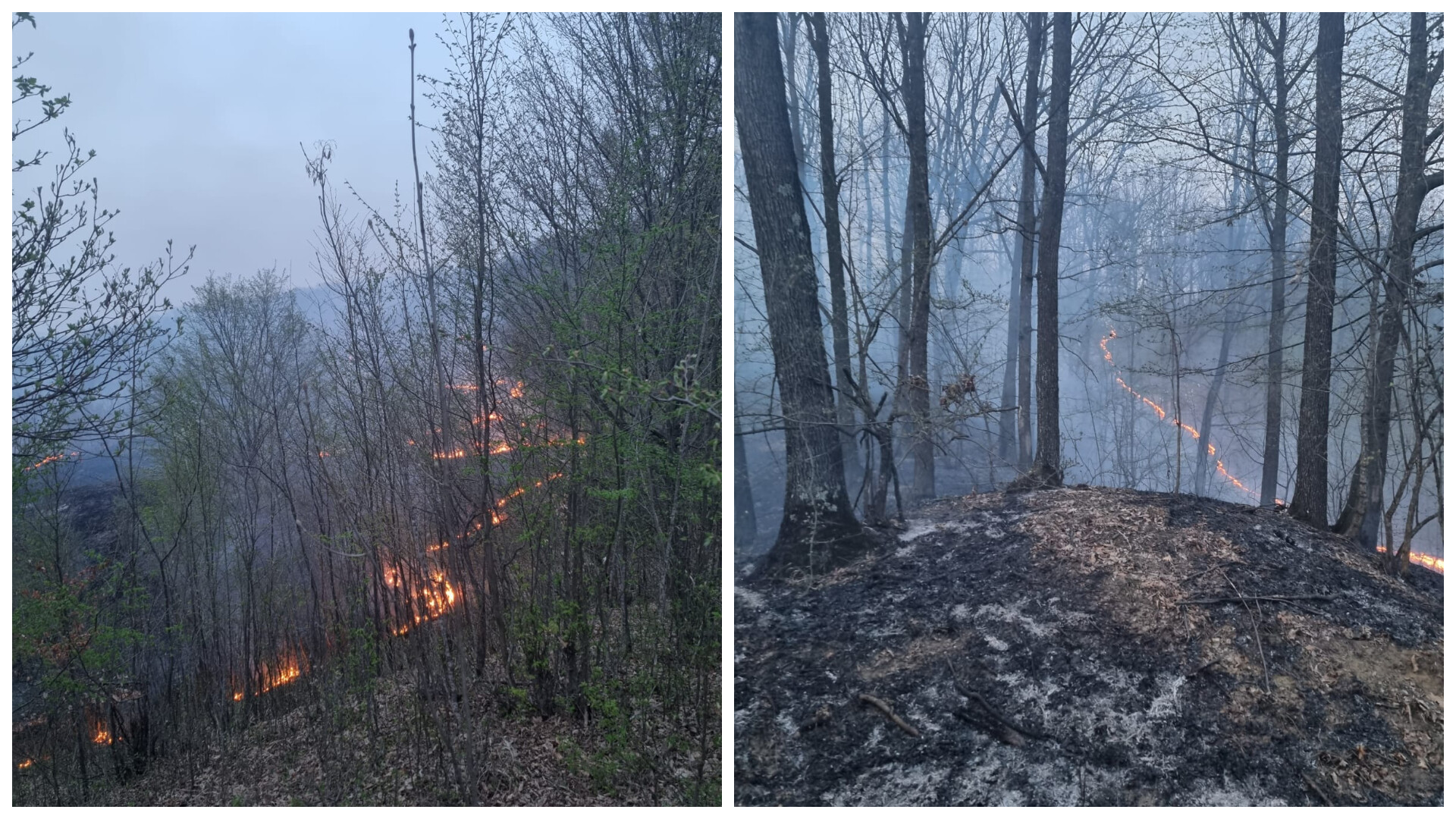 Incendiu de vegetaţie uscată care s-a extins pe 50 de hectare, în Prahova. Arde litieră, lăstăriş şi masă lemnoasă
