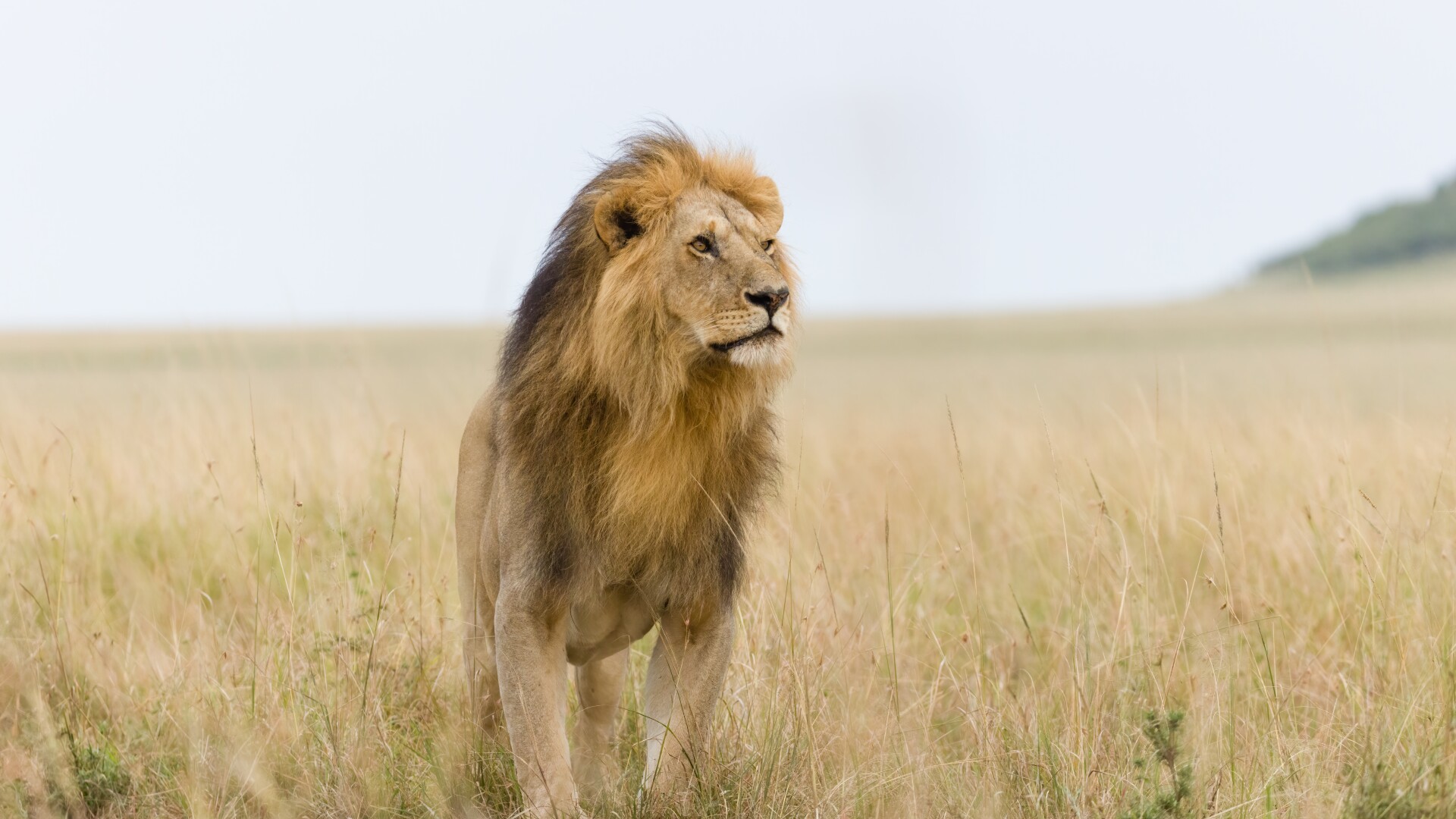 leoaica