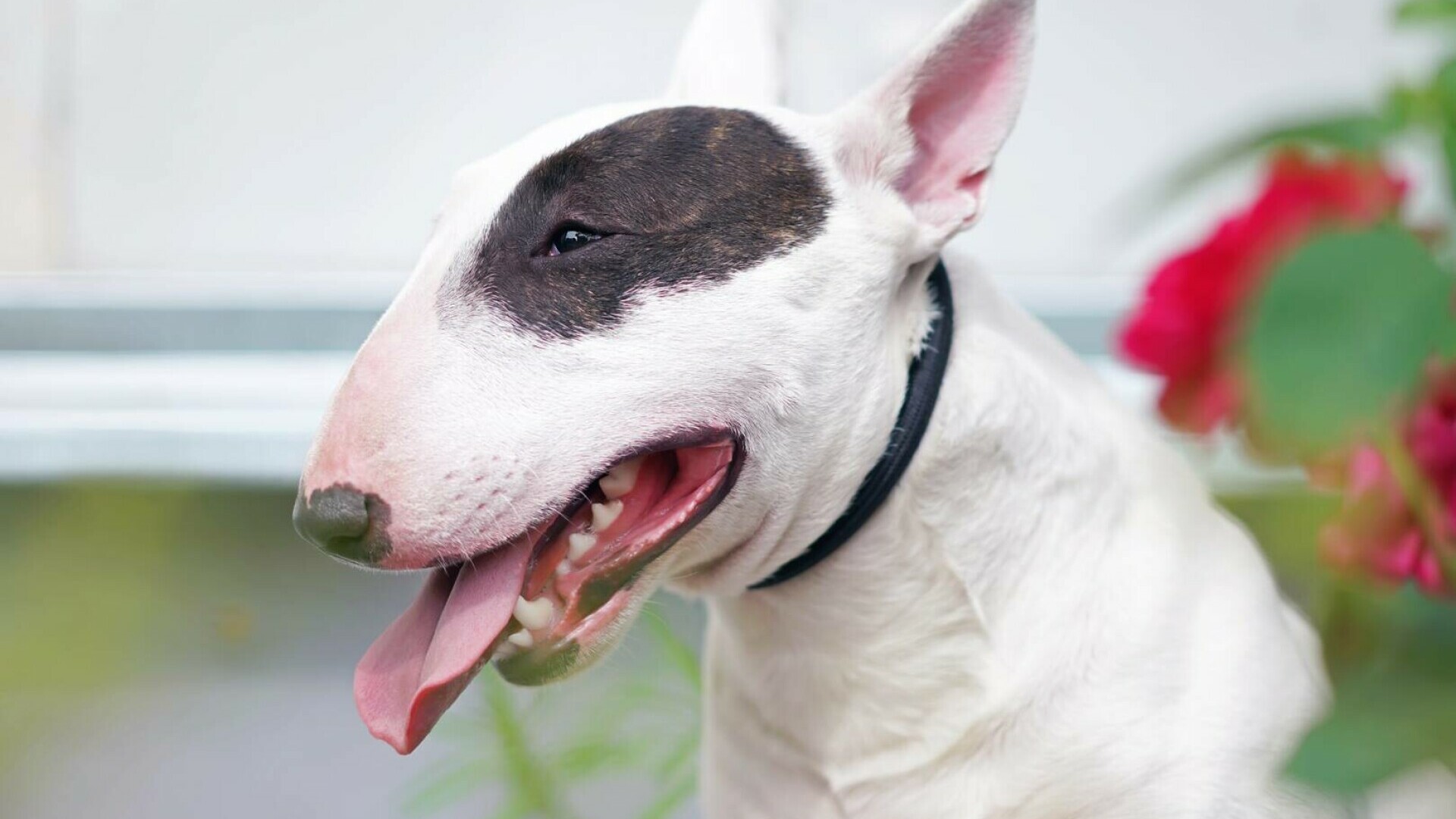 Bull Terrier