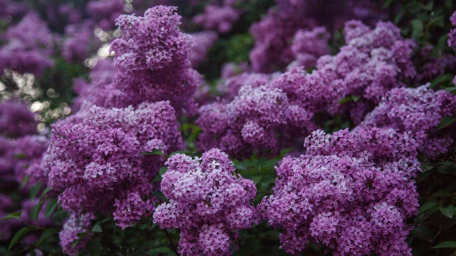 Floarea de liliac: ghid complet despre acest arbust parfumat al primăverii