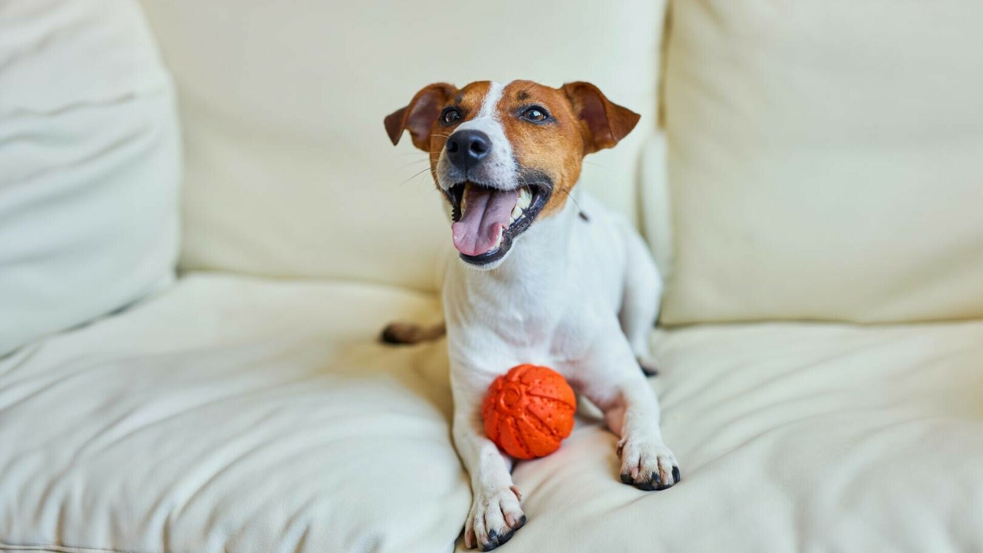 Jack Russel Terrier - tot ce trebuie să știi despre această rasă de câini