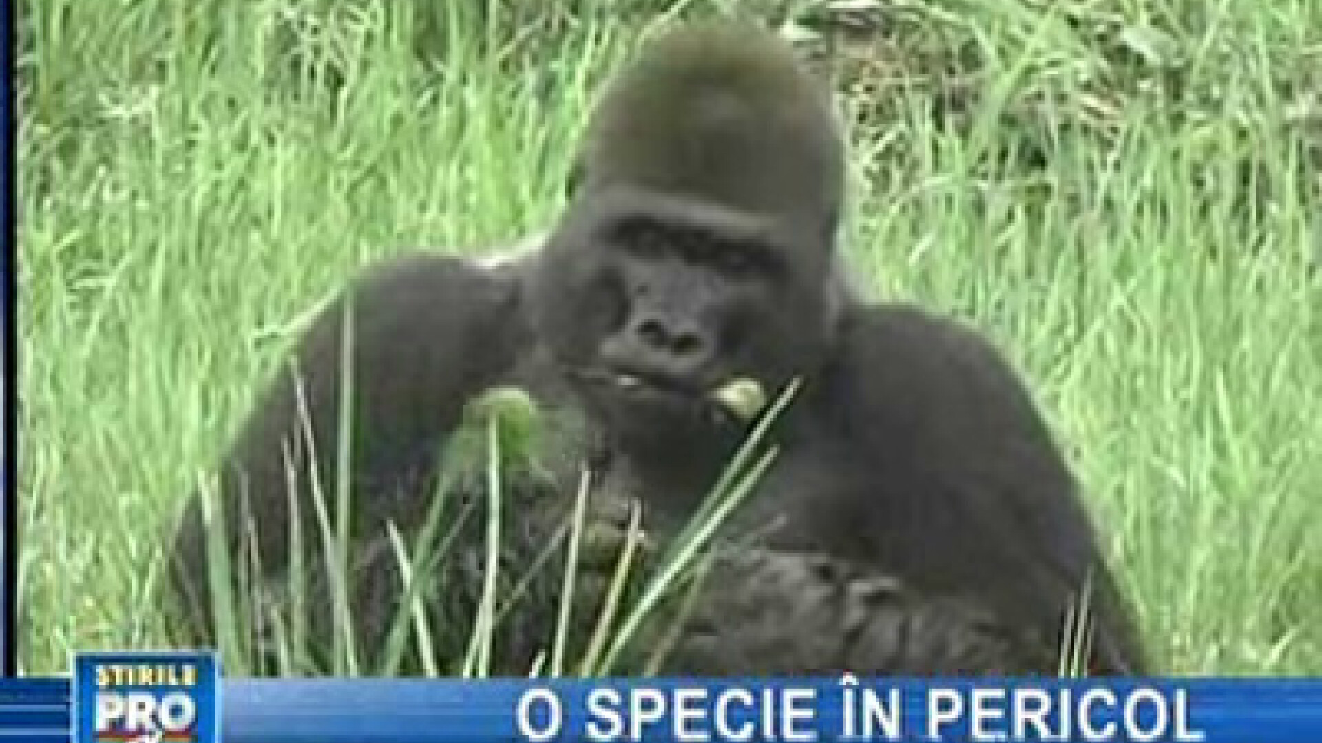 Gorile pe cale de dispariţie descoperite în nordul Republicii Congo