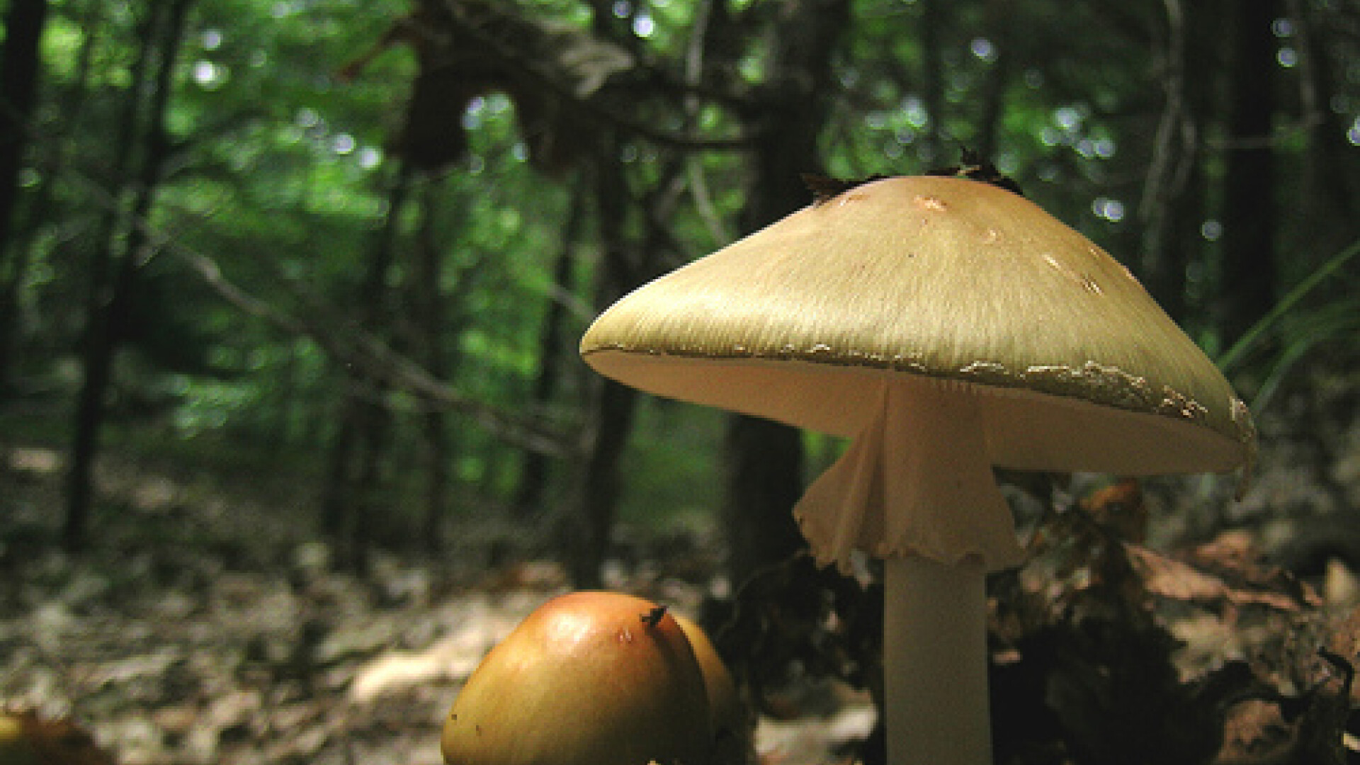 Oamenii au cules ciupercile otrăvitoare din pădure