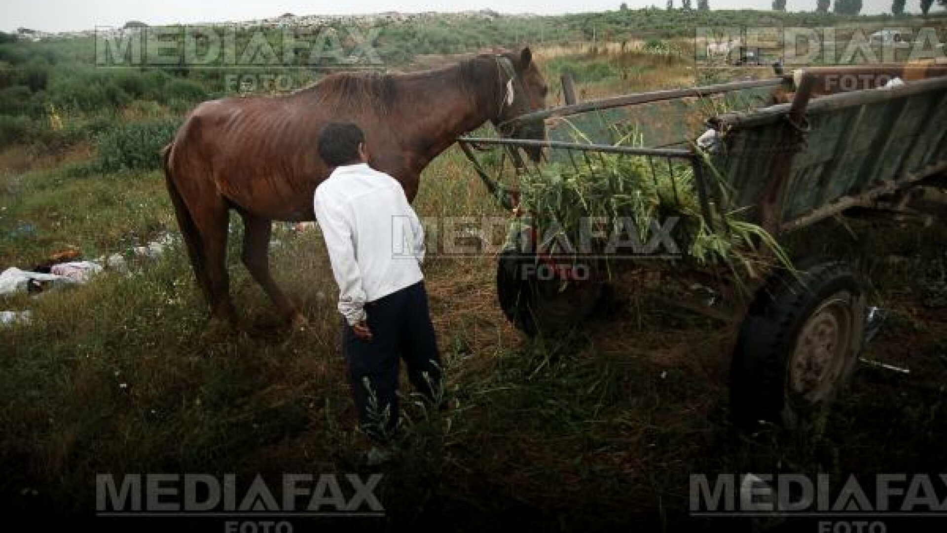 Calul s-a speriat şi l-a aruncat pe bărbat în groapa de gunoi