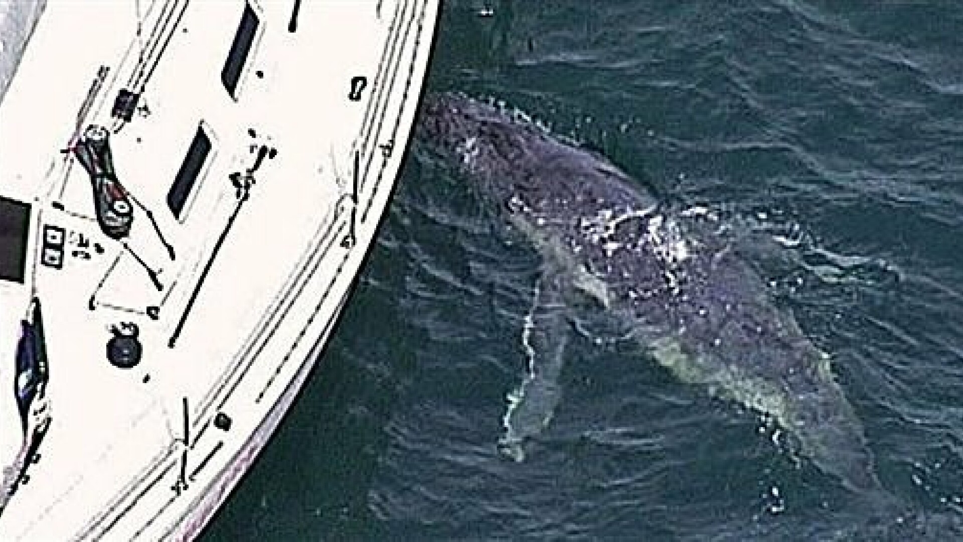 Deznodamant nefericit pentru puiul de balena care si-a confundat mama