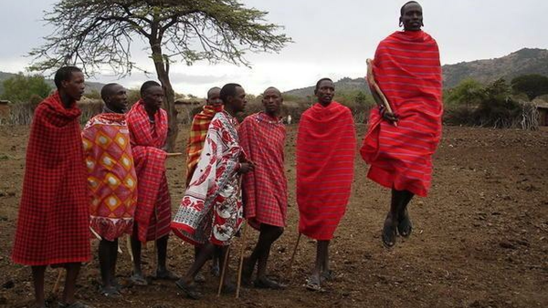 O cultura care graviteaza in jurul vacilor: Masaii