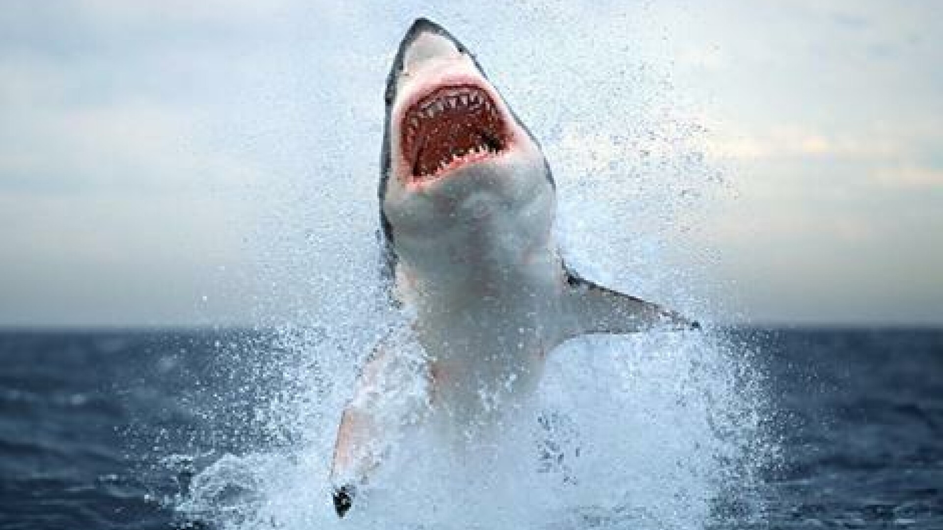 Imagini cutremuratoare! La un pas de a fi devorata de rechini!