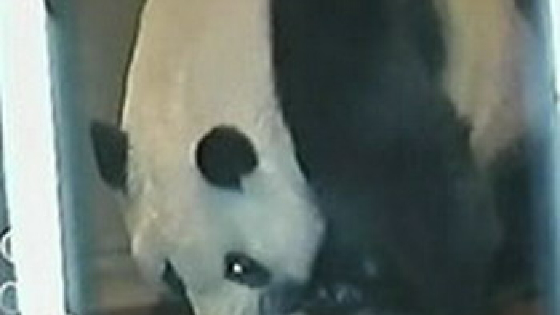 Un urs de panda urias, filmat in timp ce a nascut