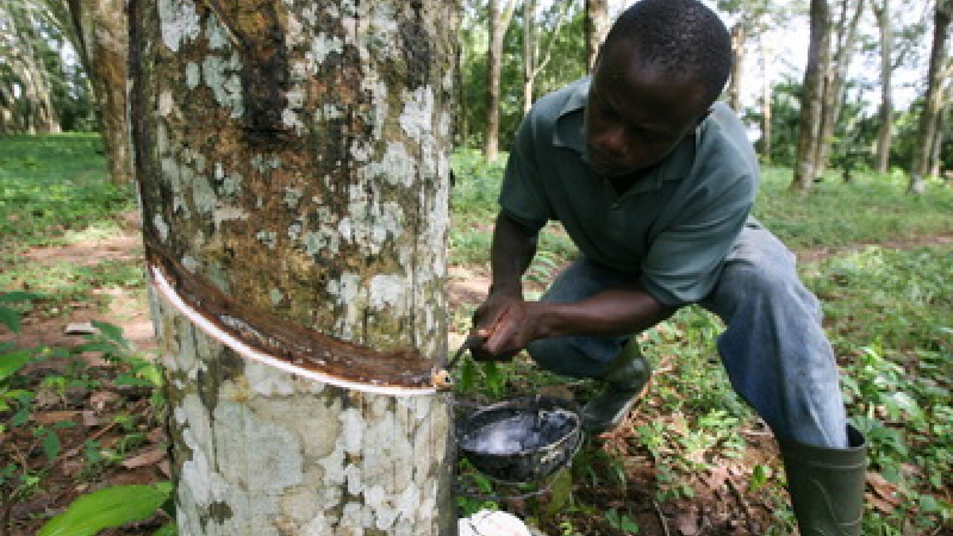 Recoltarea cauciucului natural pe o plantatie din Africa